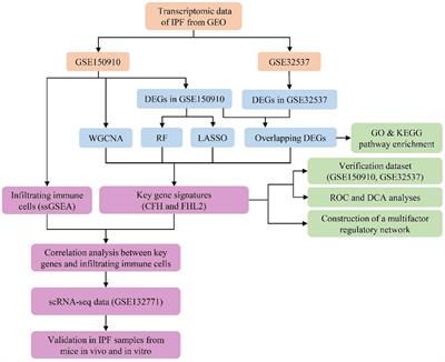 Identification of CFH and FHL2 as biomarkers for idiopathic pulmonary fibrosis